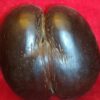 coco fesses